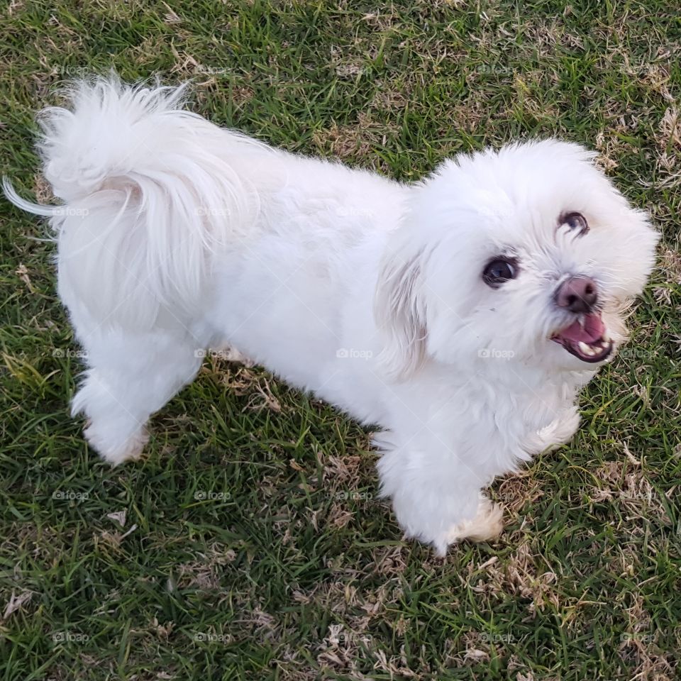 Cute Maltese shitzu dog