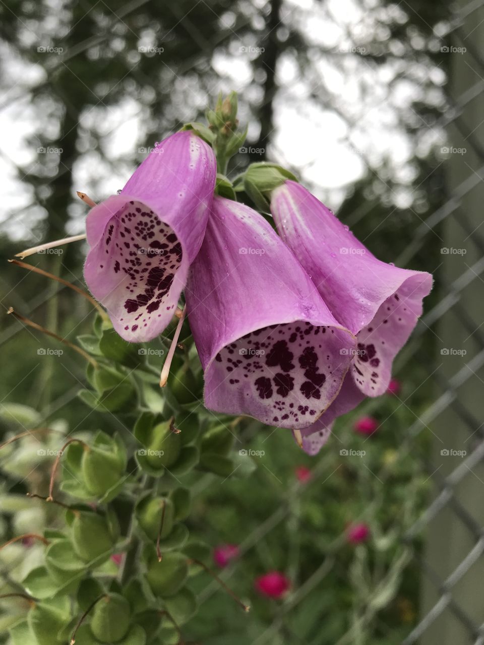 Pink foxglove perennials 
