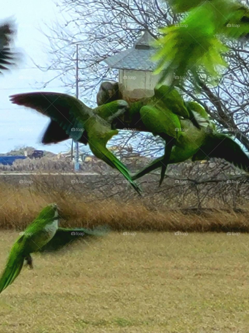 Quaker Parrots find new home in South Texas