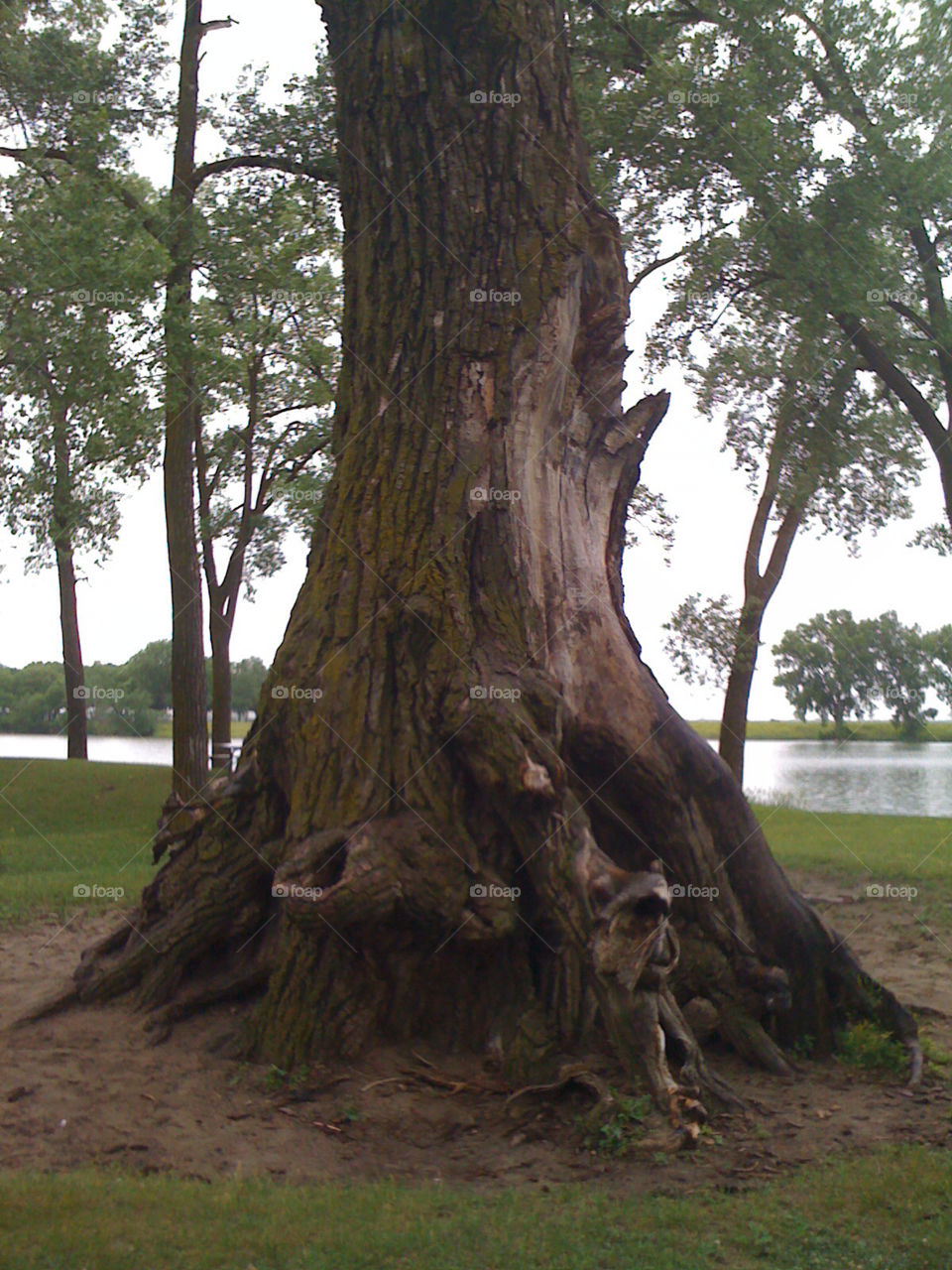 iowa nature old tree blue lake by Carnevale