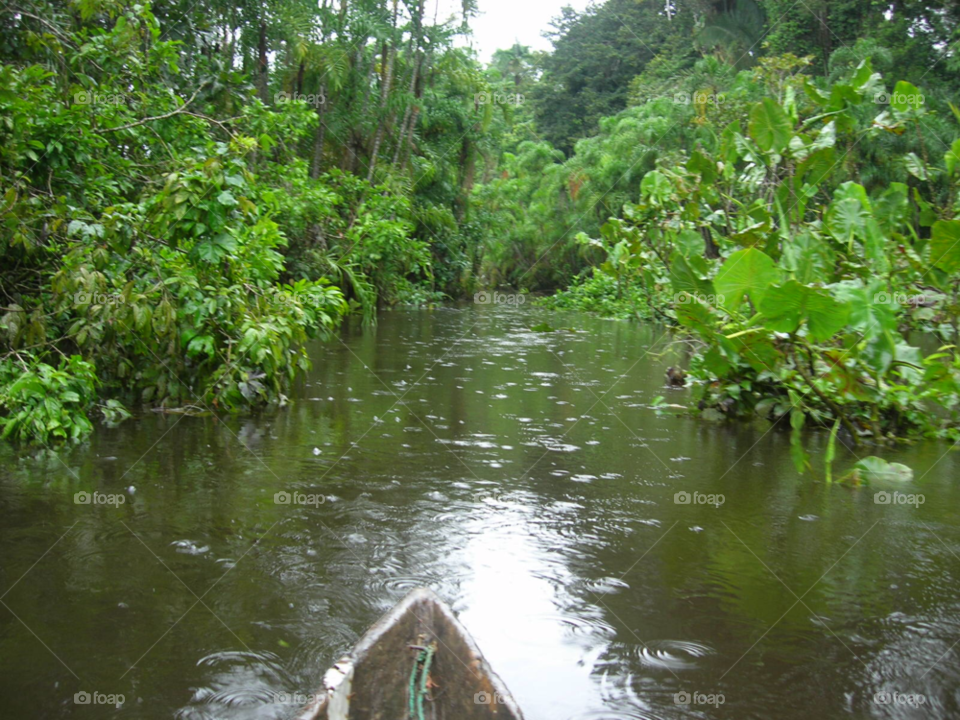 jungle river amazon rain forest by izabela.cib