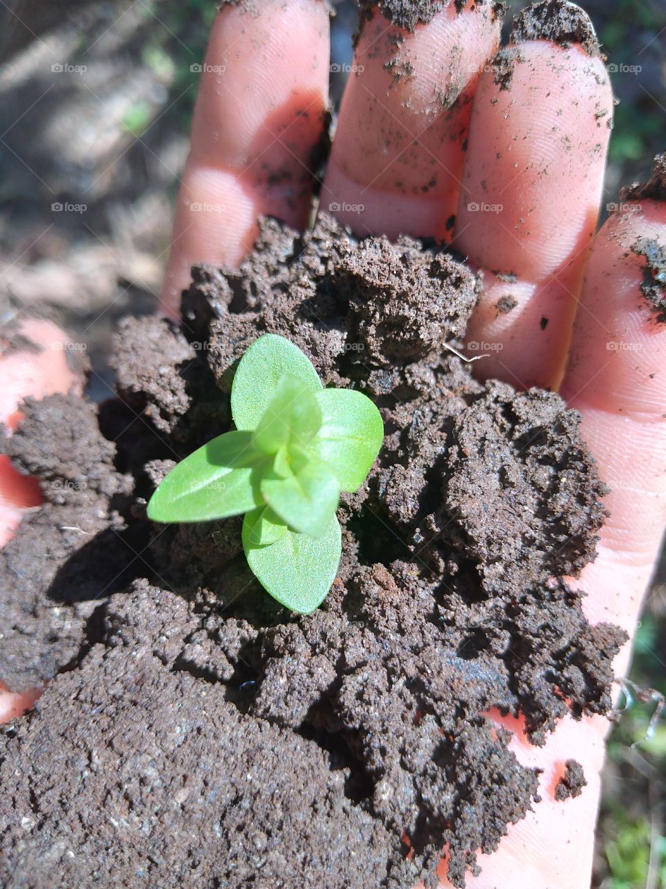 cultivation at home