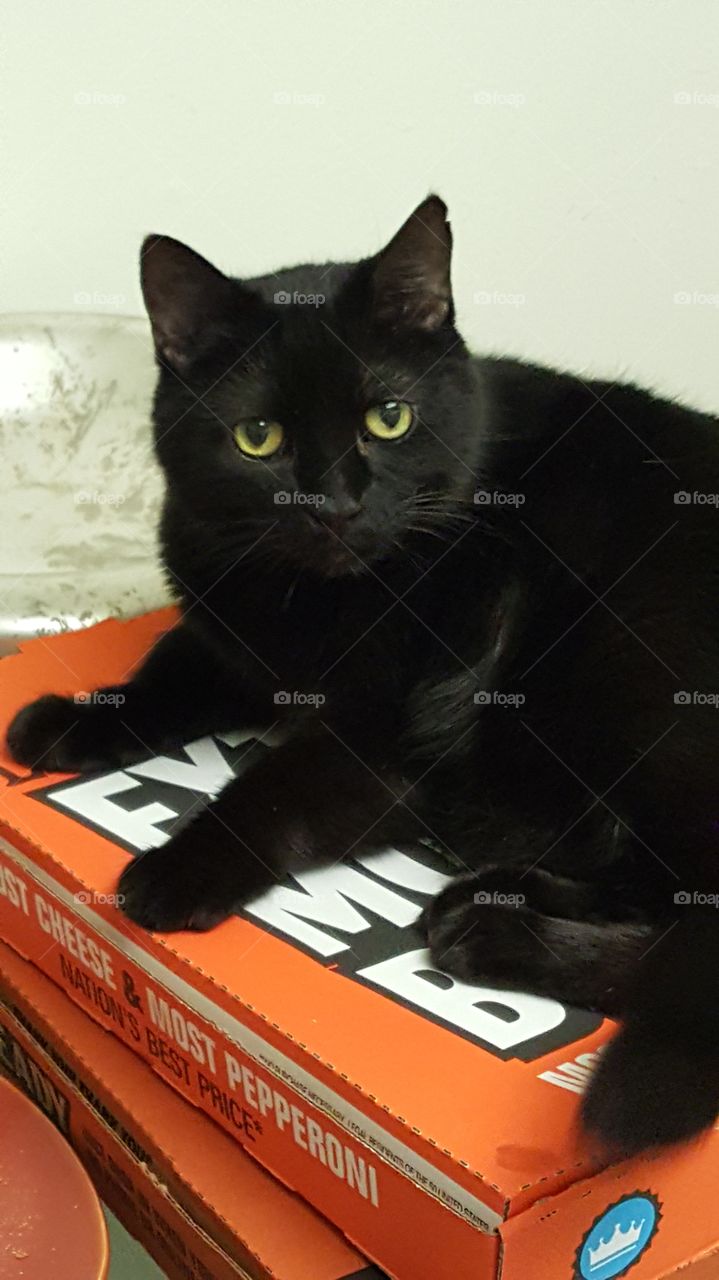 cat on a pizza box