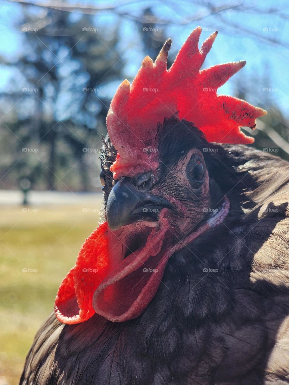 Portrait of a chicken on a sunny day.