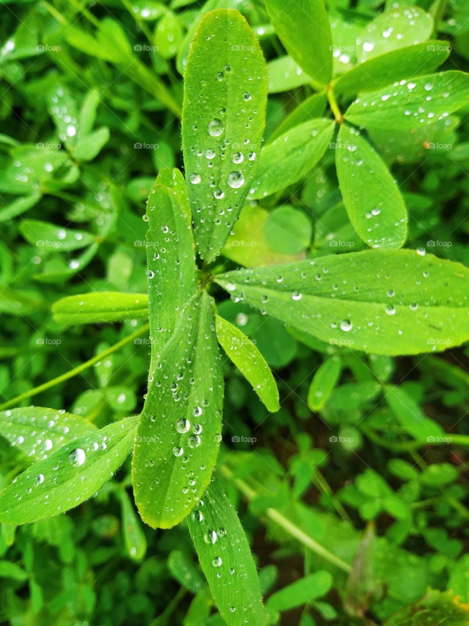 Drops of water on green leaves.
