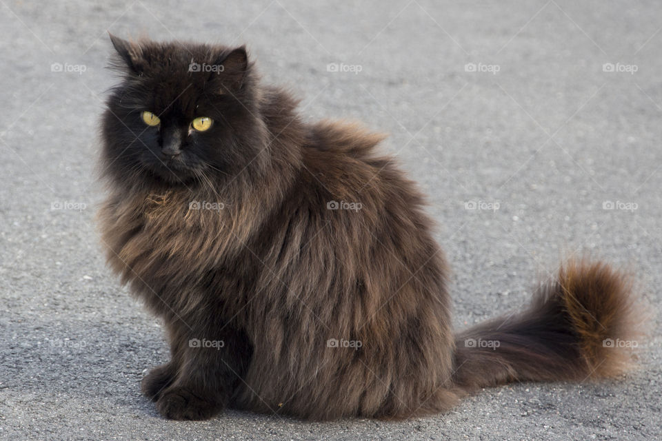 Close-up of brown cat