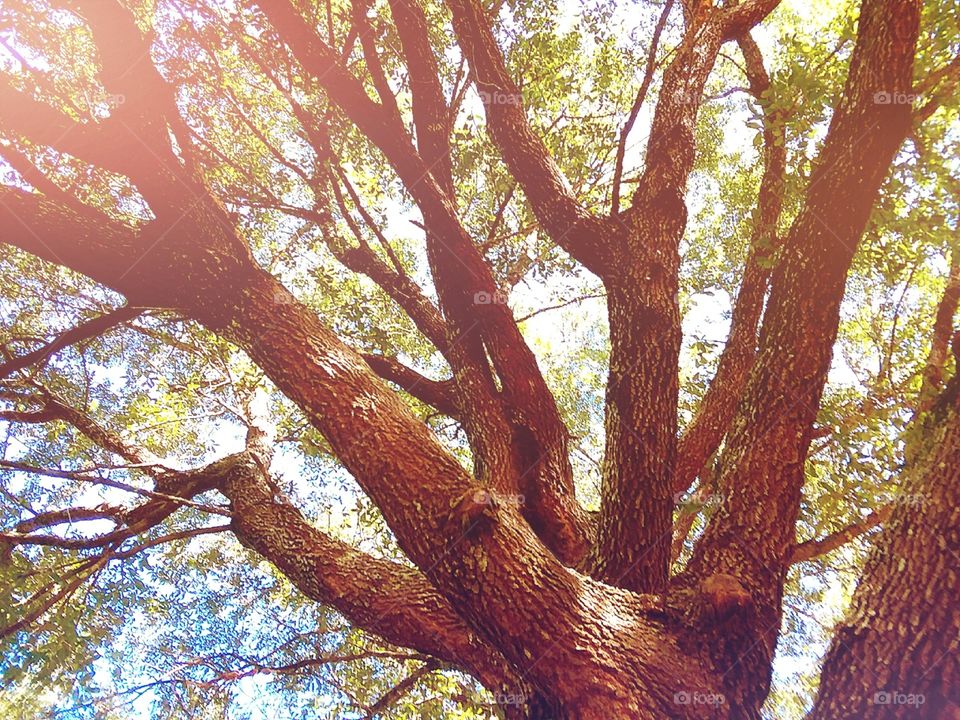 beautiful sun filled tree branches with bright colors