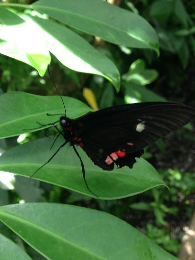Black butterfly