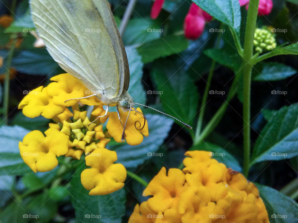 Butterfly with yellow flowers