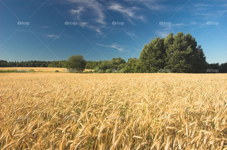 Field full of wheat, with several trees on a the back in a sunny day