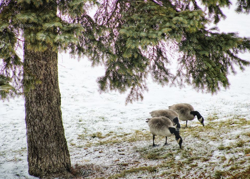 three Canada Geese foraging under the pine tree