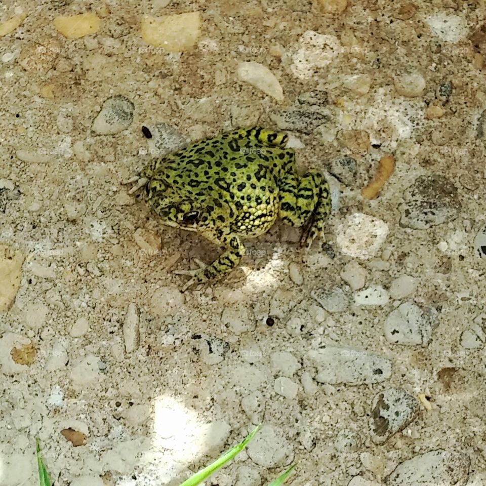 Frog. Nature 