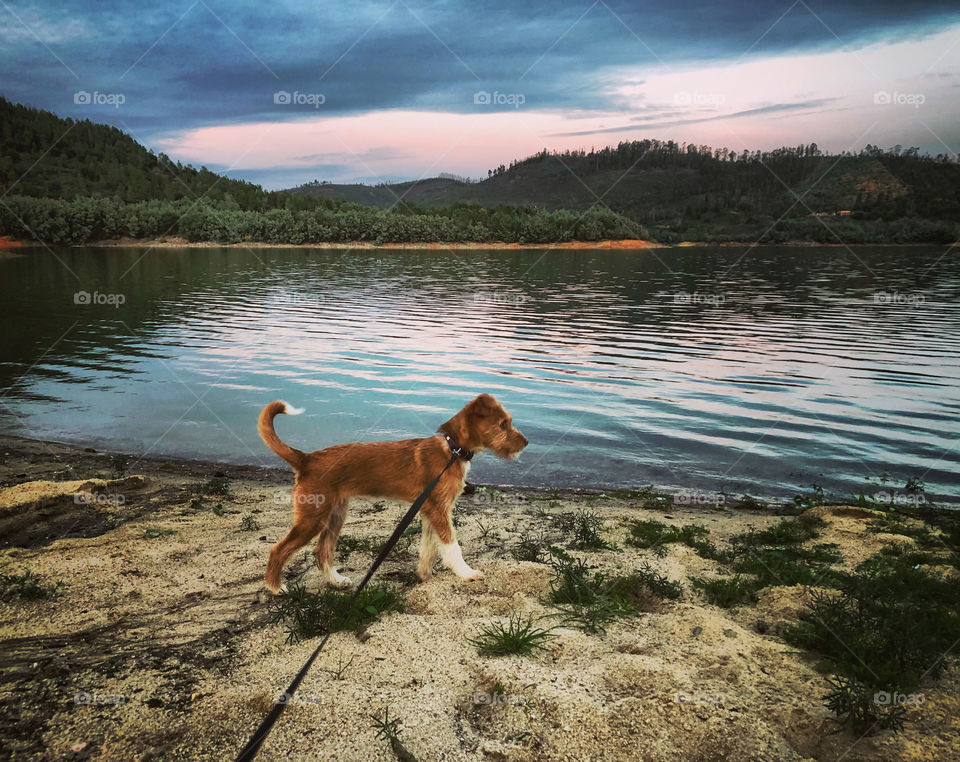 This evening story is about walking the dog by the river at dusk