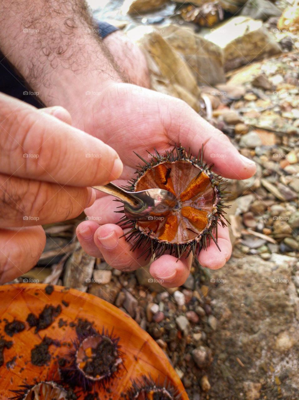 human hand holding a sea urchin