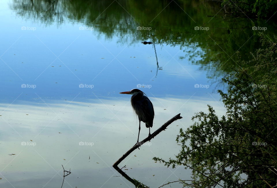 Black crowned Night Heron 