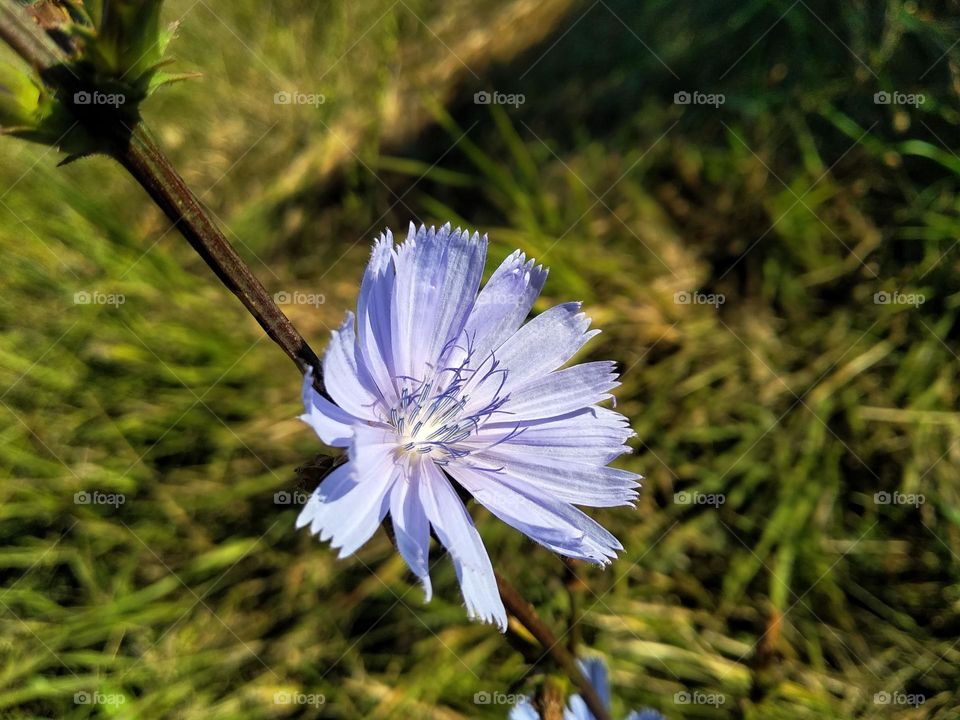 Common chicory (Cichorium intybus) is a somewhat woody, perennial herbaceous plant of the daisy family Asteraceae