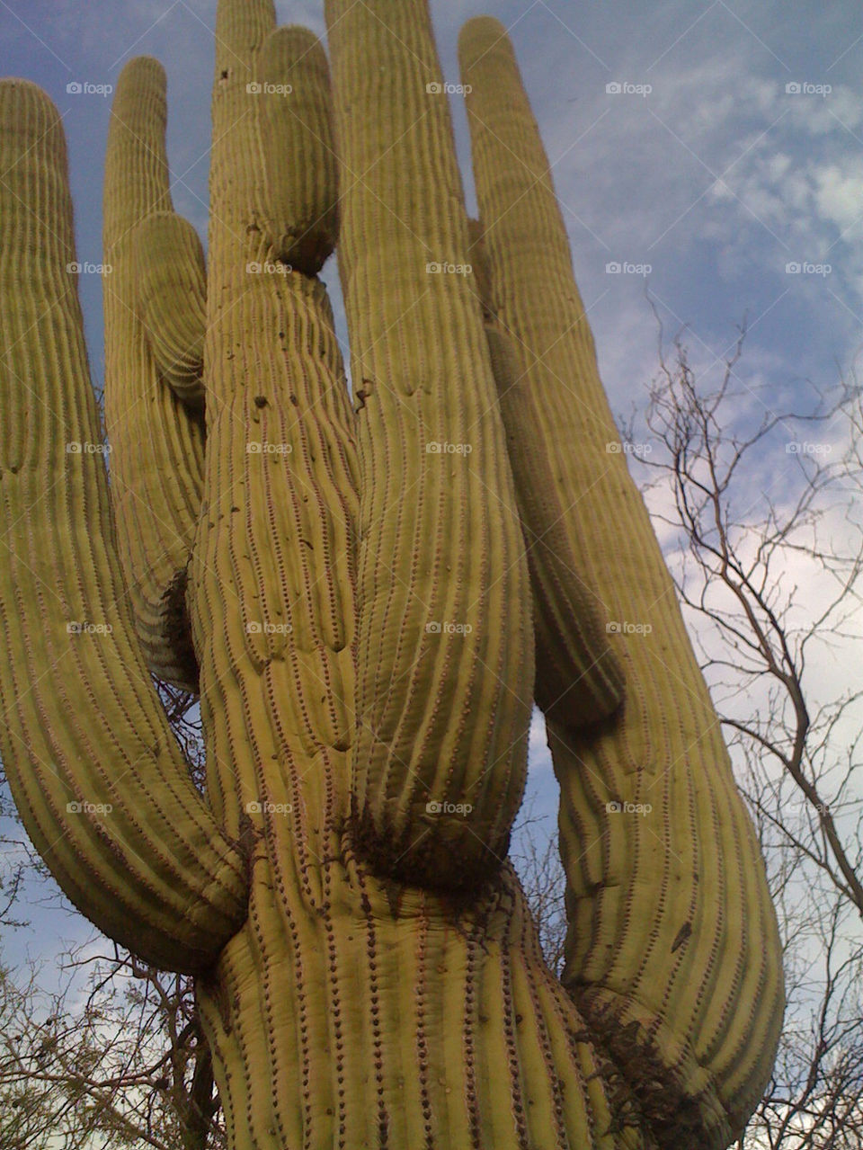cactus dessert clouds macro by tplips01