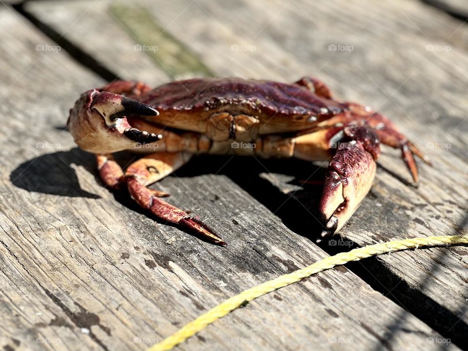 Crab