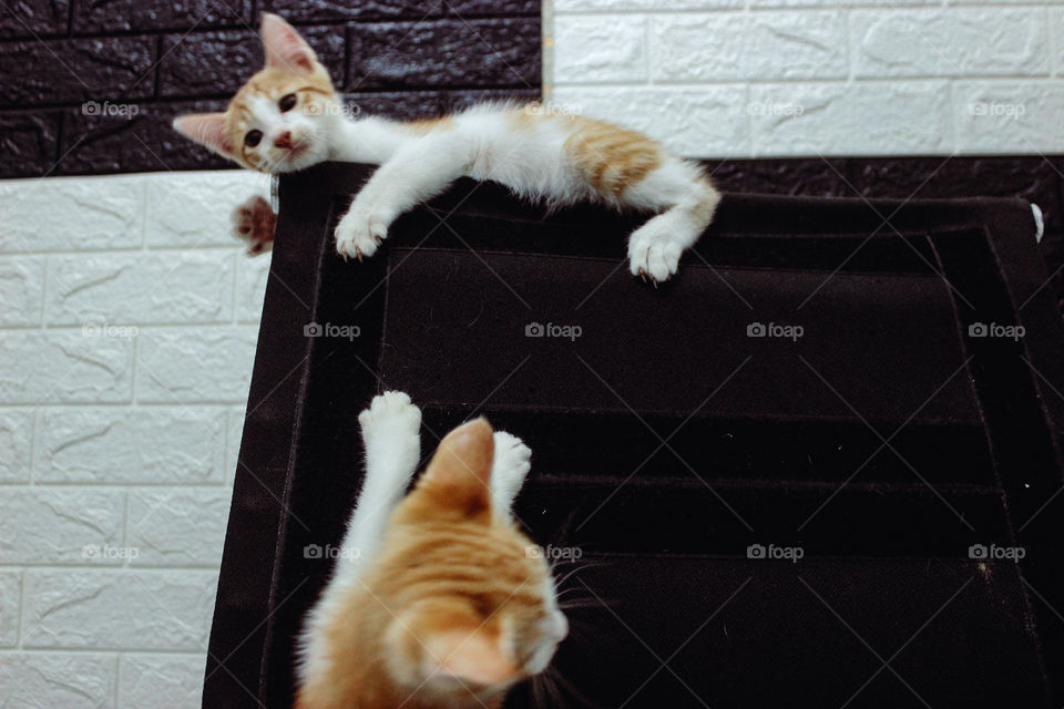 kitten want to help her sister