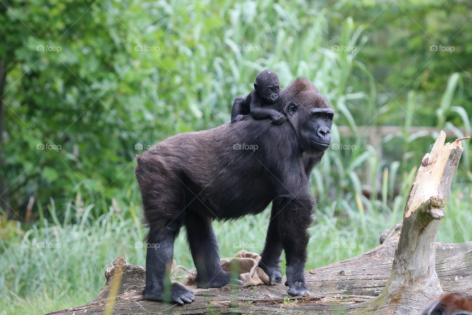 gorilla with a small gorilla