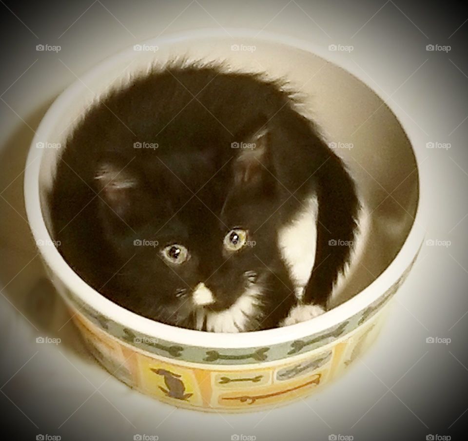 Tiny kitten in water bowl