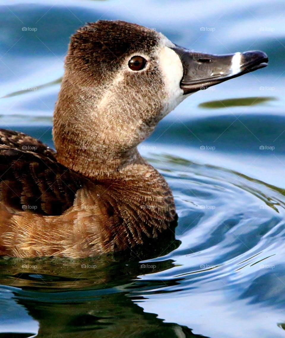 Female Ring-necked Duck in Water