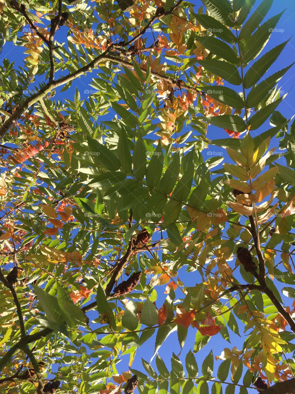 From the same shady nook, on a beautiful Autumn day. I love how the leaves are beginning to change into the most wonderful red and golden colours. 