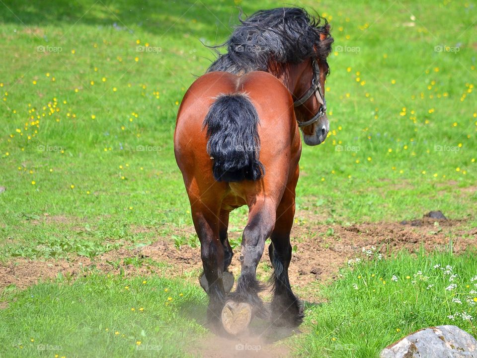 Mammal, Farm, Pasture, No Person, Agriculture