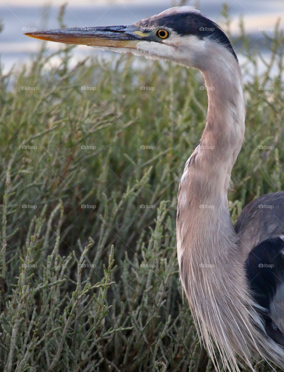 Blue heron 