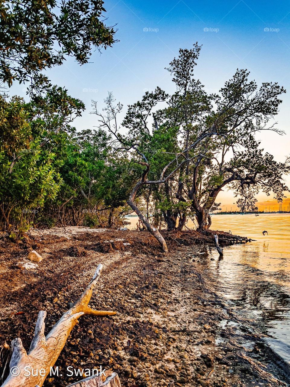 “Summer Sizzle” #iphone12promax #iphonephotography #keywestflorida #island #tropics #trees #beach #sunset #wallart #foap #foapcontests #foapmission #suemswank