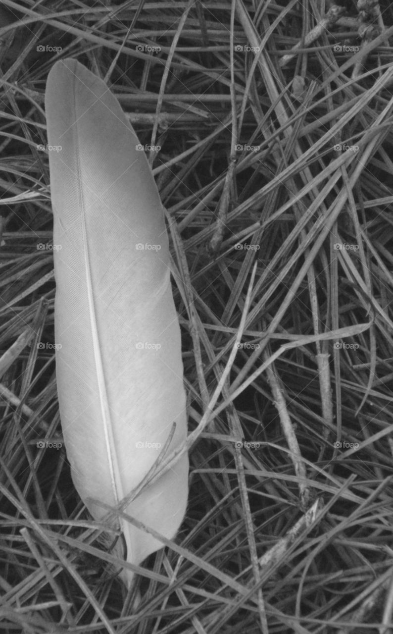 Overhead close up of a feather laying on pine needles!