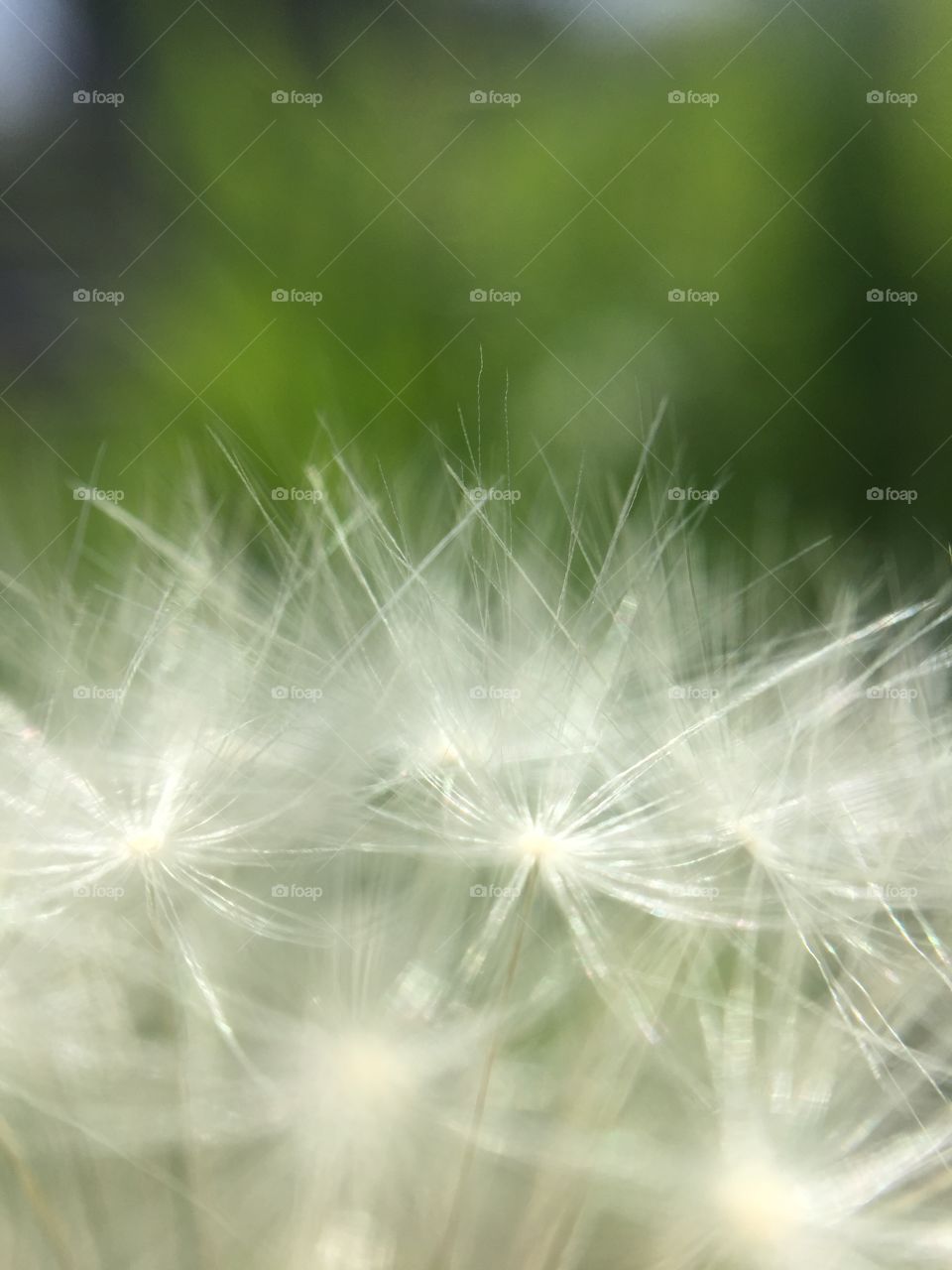 dandelion fluff