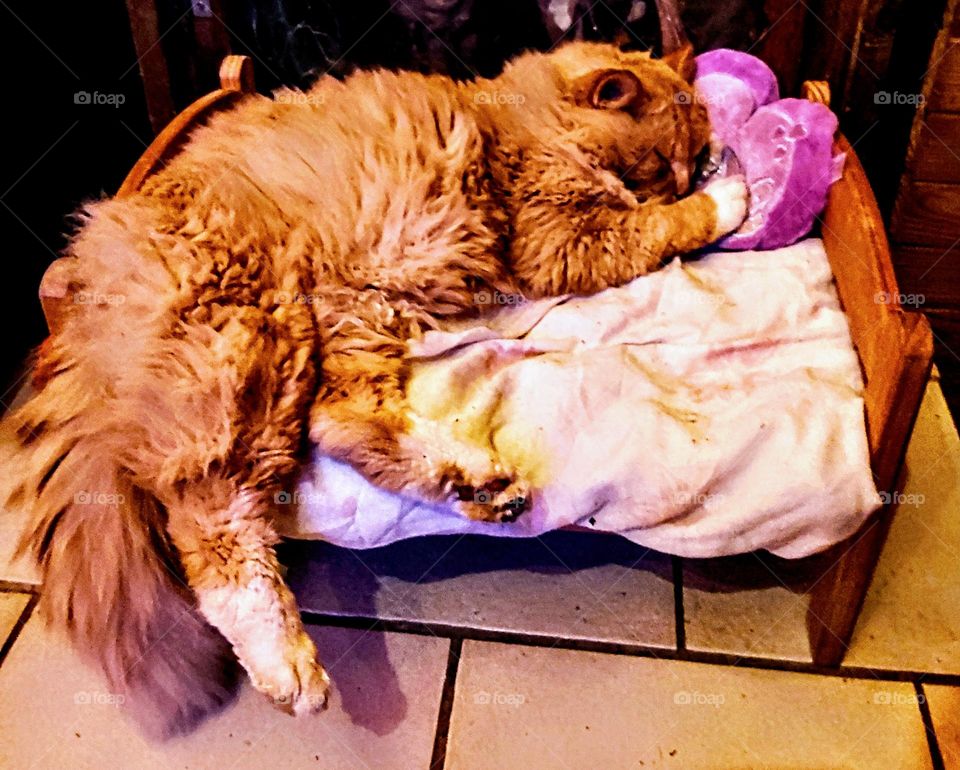 My cat when he sleep