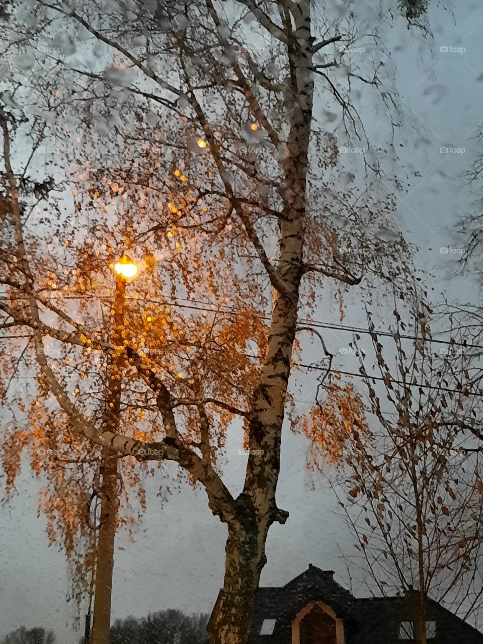 evening in November with trees and street light