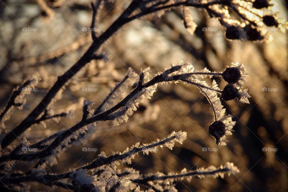 Hoar frost