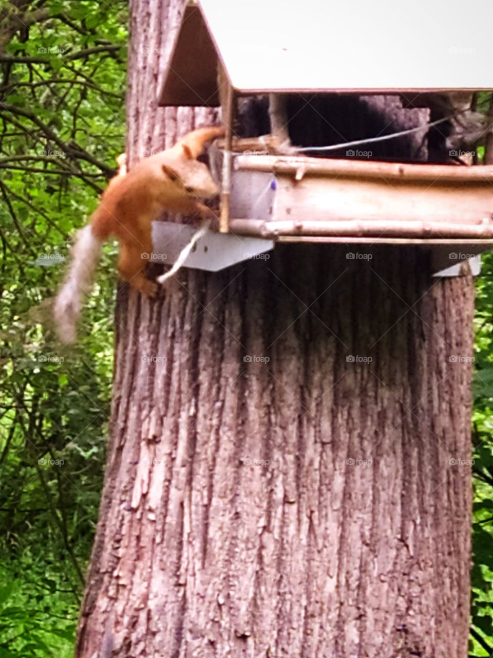 Little squirrel crawls into the feeder for food