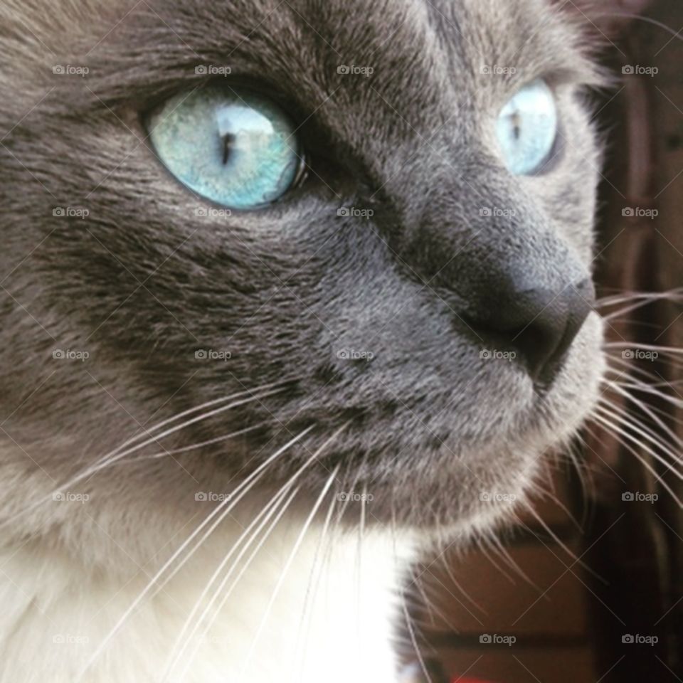 Blue-eyed Siamese cat
