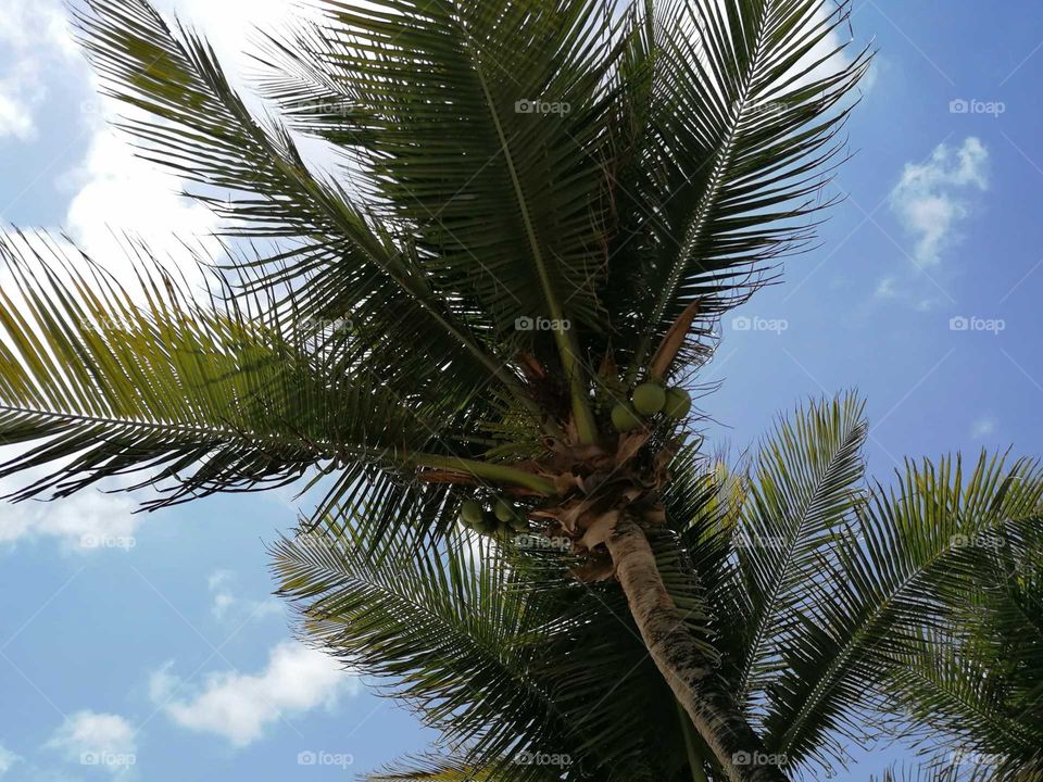 Palmeiras in the beach