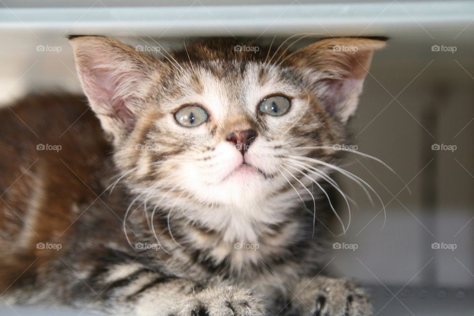 Kitten surprised by the camera