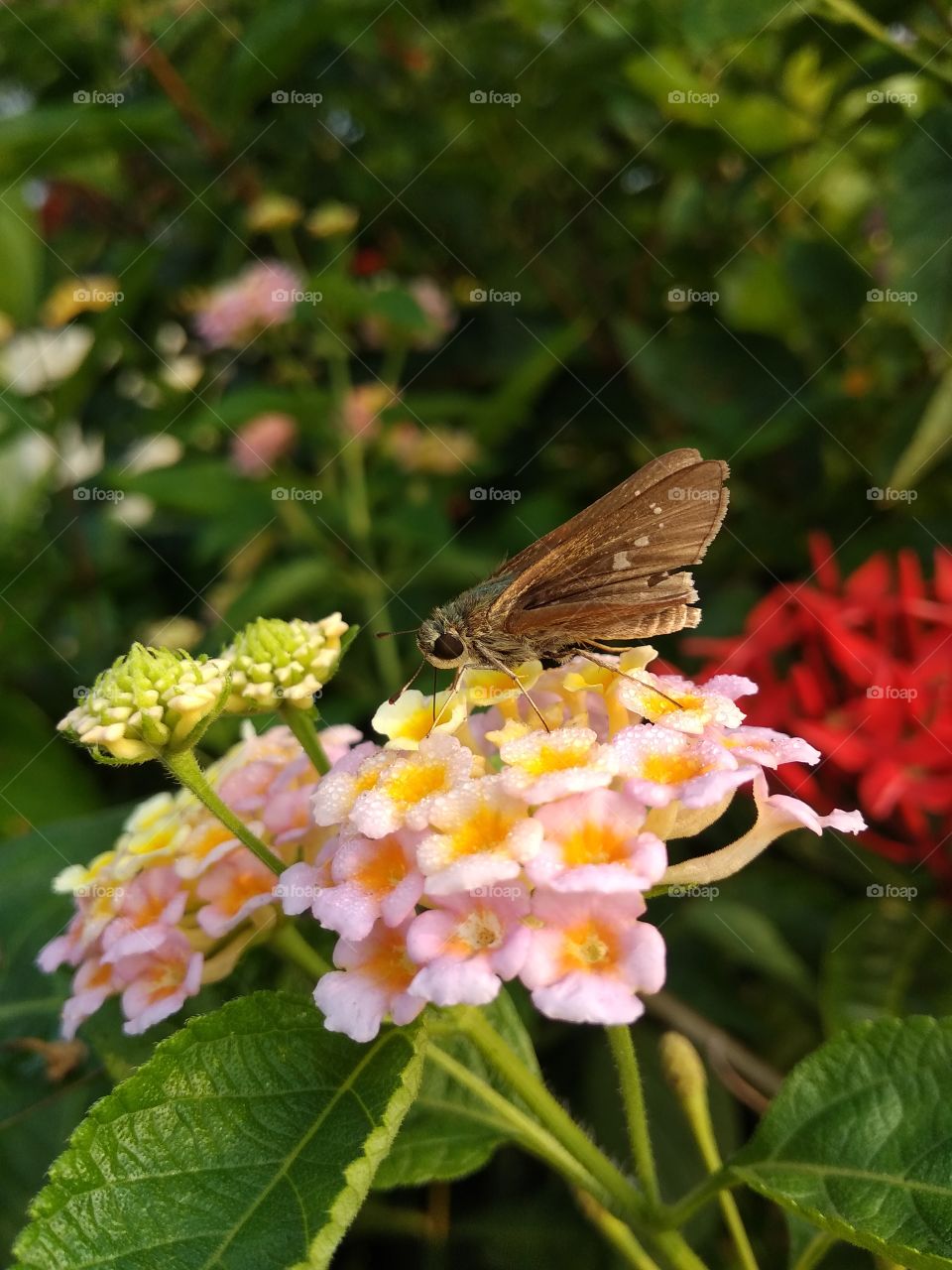 flower in butterfly sleeping