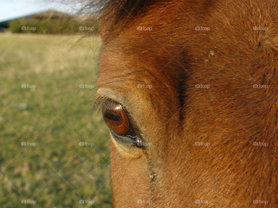 close up eye of a brown horse staring deep in thought green grass background field farm