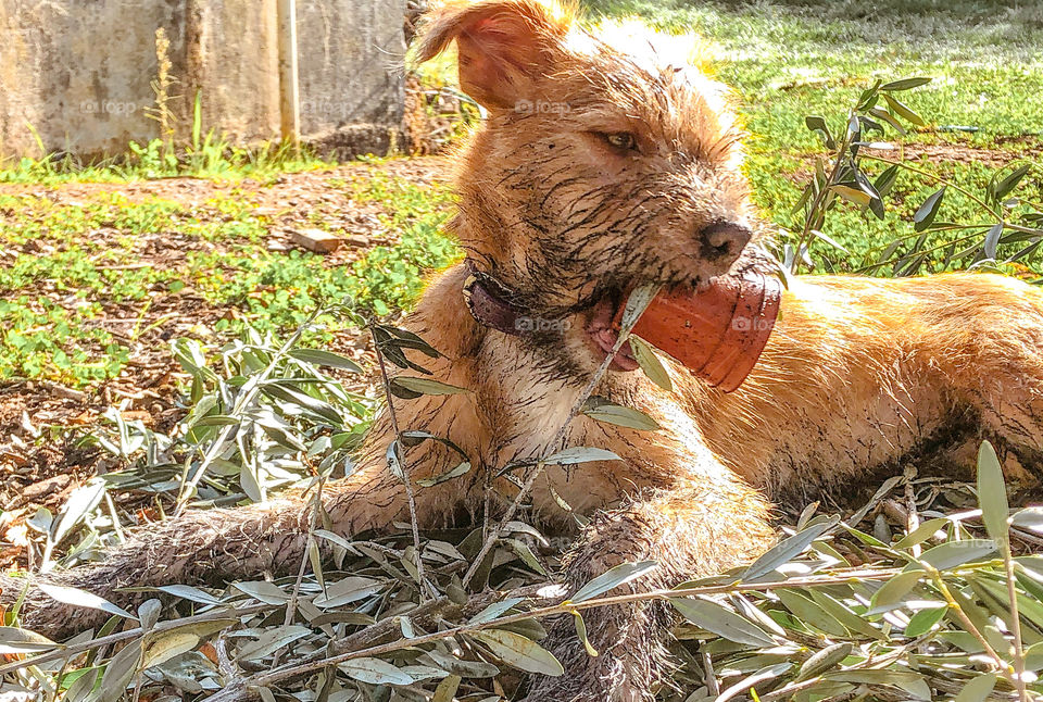 Living with dogs involves lots of mess - here a muddy, mucky pup sits on a pile of garden trimming whilst doing her best to destroy a flowerpot 