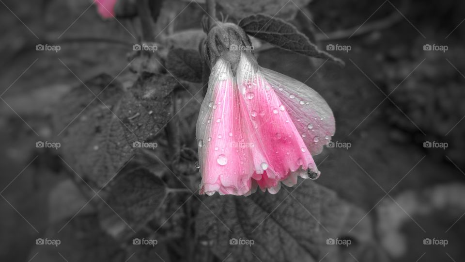 Realçando a cor transparente e magenta, com ótima nitidez. Imagem suave de flores de uma beleza sem igual, com fundo em preto e branco.