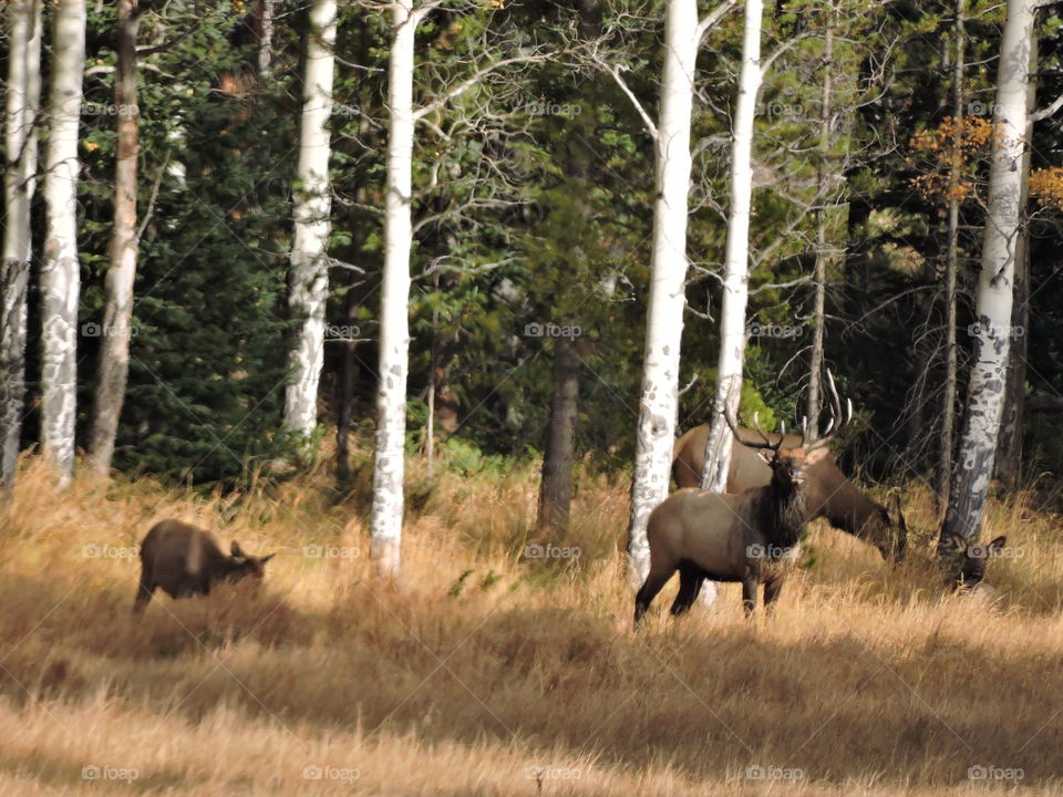 Elk with harem
