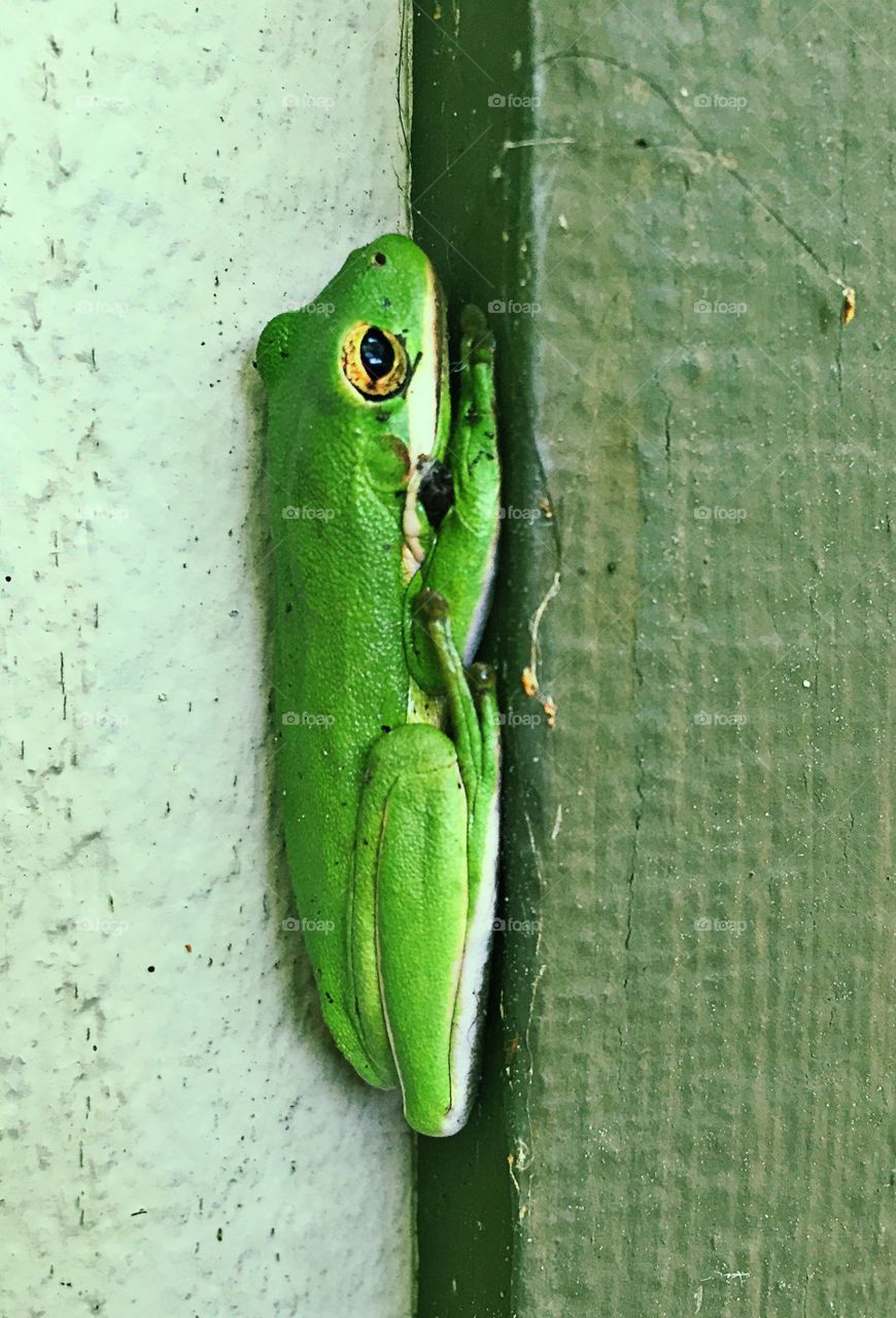 Green frog 