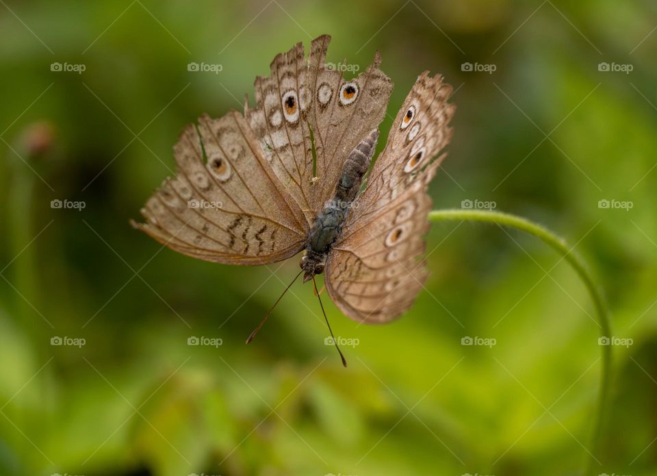 a butterfly with broken wings