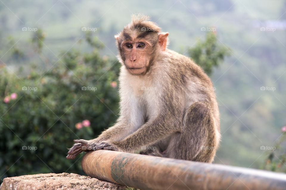 animal india ape mountain top by mrkswue