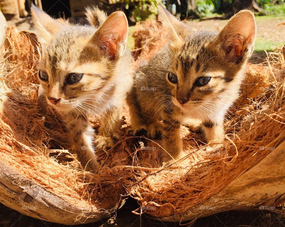 Two Lovely stray kittens