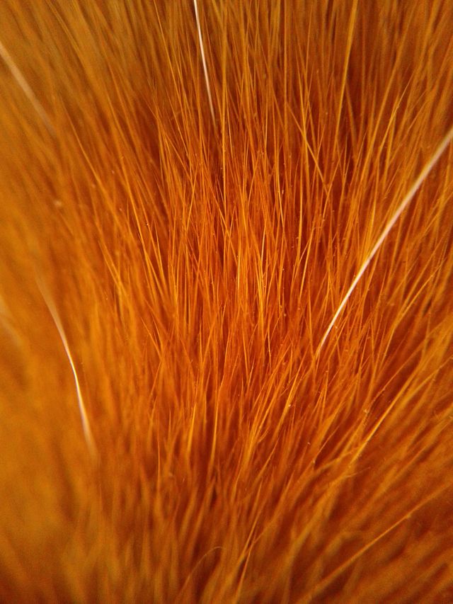 Extreme close-up of a cat fur