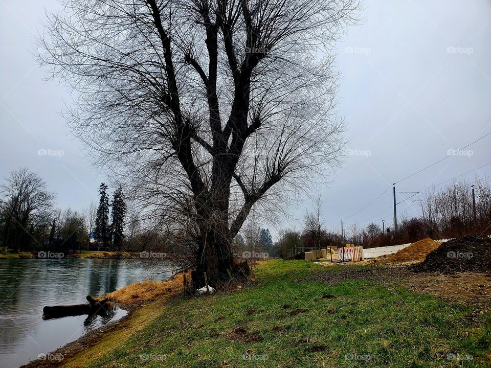 tree